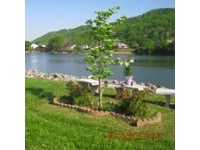 rosie-the-riveter-Dogwood%20Tree%20First